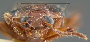 Media type: image;   Entomology 8186 Aspect: head frontal view
